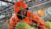 Greenhorn, Landon Cheney, crawls inside a pot to make sure it is in perfect shape before being dropped to the sea floor from F/V Summer Bay