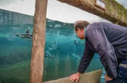 Tierpfleger Andy vor dem großen Pool der Pinguine.