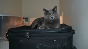 Lilly sitting on luggage in the apartment.