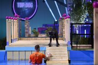 Florian mit seinem Cane Corso und American Bully Mix "Pünktchen" in Runde 1. Florian mit seinem Cane Corso und American Bully Mix "Pünktchen" in Runde 1.