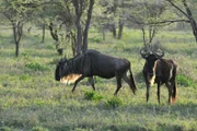 Gnus, Serengeti.