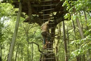 Valdosta, GA: Shot of Colbert climbing up a rope ladder to a platform in a tree.