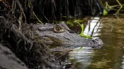 A caiman leaves his den in Bocas Del Toro, Panama