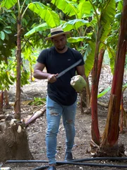 PEDRO cuts a coconut