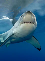 White shark lifts it's head to look at us in the cage.