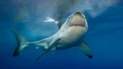 White shark lifts it's head to look at us in the cage.