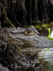 A caiman leaves his den in Bocas Del Toro, Panama