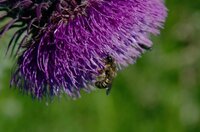 Eine Wildbiene beim Pollensammeln.