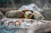 Strahlenschildkröte Burt.