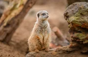 Erdmännchen (Meerkat).