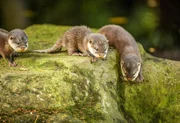 Otter.