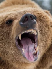 Closeup brown bear roaring in winter forest