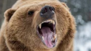 Closeup brown bear roaring in winter forest