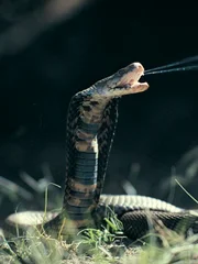 Mozambique Spitting Cobra