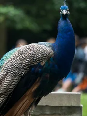 Bronx Zoo Peacock