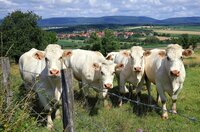 Kuhherde bei Kutzenhausen. Kuhherde bei Kutzenhausen.
