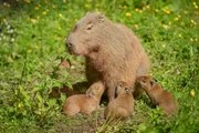 Capybaras (Wasserschwein) mit Jungen.