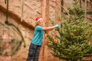 Im Affengehege wird der Christbaum geschmückt.