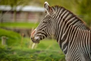 Grevyzebra-Dame Florence.