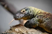 Komodo-Drache Mezcal.