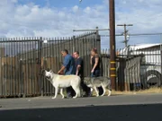 Holly (r.) und Robert (M.) bitten den Hundeflüsterer Cesar Millan (l.) um Hilfe, denn ihre beiden Wolfsmischlinge sind alles andere als pflegeleicht. Kann man Wölfe zu Haustieren umerziehen?