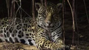 Der Jaguar ist die einzige echte Großkatze auf dem amerikanischen Kontinent.