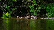 Tambopata, Madre De dios, Peru - Giant Otters swimming.