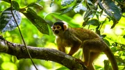 Der Totenkopfaffe ist ein typischer Bewohner des Amazonas-Regenwalds.