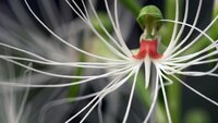 Tropische Orchideen werden hauptsächlich in Asien ausgegraben und illegal in die ganze Welt verkauft. Tropische Orchideen werden hauptsächlich in Asien ausgegraben und illegal in die ganze Welt verkauft.