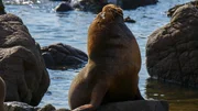 Das dominante Mähnenrobben-Männchen bewacht seinen Strandabschnitt.