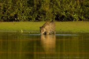 Im brasilianischen Feuchtgebiet Pantanal leben besonders viele Jaguare.