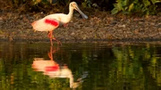 Rosalöffler überwintern gerne in den Gewässern des Pantanal. Sie brüten in Florida.