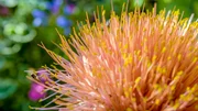 Blutblume - der Star in Udo Pfotenhauers Gewächshaus. Weitere Fotos erhalten Sie auf Anfrage.