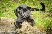 Schwarzer Panther
