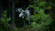 White elk standing amidst trees in forest