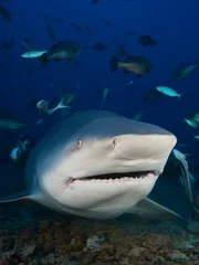 Huge bull shark with mouth open, Fiji.