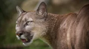 A mountain lion, puma or cougar, whatever you want to call it, they are all the same