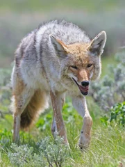 USA, Wyoming, Yellowstone Nationalpark, coyote on a meadow.