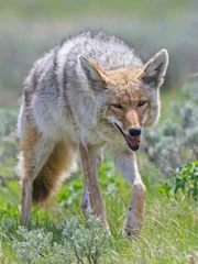 USA, Wyoming, Yellowstone Nationalpark, coyote on a meadow.