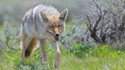 USA, Wyoming, Yellowstone Nationalpark, coyote on a meadow.