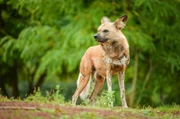 Afrikanischer Wildhund Ivar.