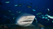 Huge bull shark with mouth open, Fiji.