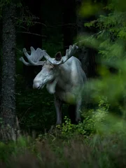 White elk standing amidst trees in forest