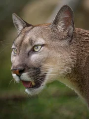 A mountain lion, puma or cougar, whatever you want to call it, they are all the same