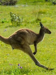 Kangaroo jumping, Coffin Bay, Eyre Peninsula, Australia