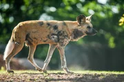 Afrikanischer Wildhund Ivar.