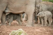 Baby Elefant