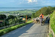 SRF bi de Lüt - z'Alp
Staffel 2
Mathias Rüesch aus Romenschwanden auf der ersten Etappe seines Alpaufzugs mit seinen Schafen. Im Hintergrund der Bodensee. Ziel Engadin.
2021
SRF