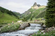 SRF bi de Lüt - z'Alp
Staffel 2
Tanja Burri aus dem Berner Oberland mit ihren Eseln
2021
SRF