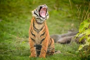 Sumatra-Tiger.